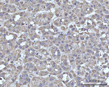 SSBP1 Rabbit Polyclonal Antibody