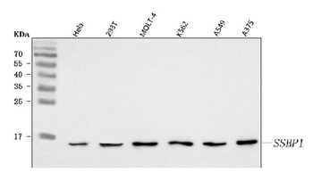 SSBP1 Rabbit Polyclonal Antibody