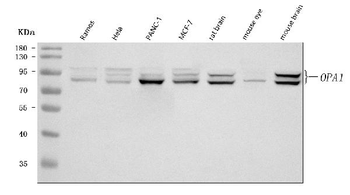 OPA1 Rabbit Polyclonal Antibody