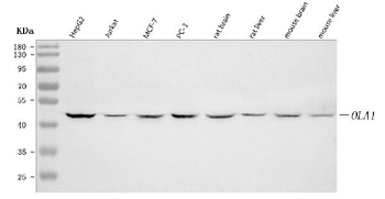 GTPBP9/OLA1 Rabbit Polyclonal Antibody