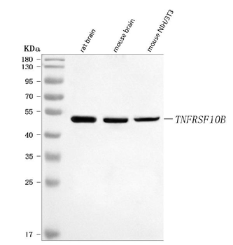 DR5/Tnfrsf10b Antibody