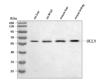 Occludin/Ocln Rabbit Polyclonal Antibody