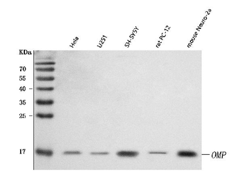 OMP Rabbit Polyclonal Antibody