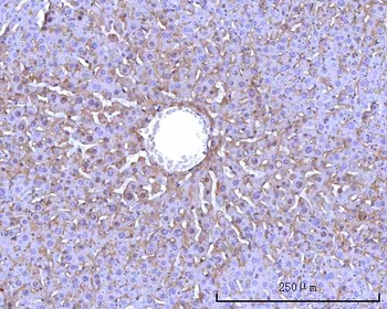RPS25 Rabbit Polyclonal Antibody