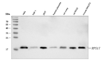 RPS17 Rabbit Polyclonal Antibody