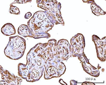 RPS15A Rabbit Polyclonal Antibody