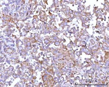 RPS15A Rabbit Polyclonal Antibody