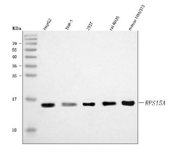 RPS15A Rabbit Polyclonal Antibody