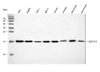 RPS14 Antibody