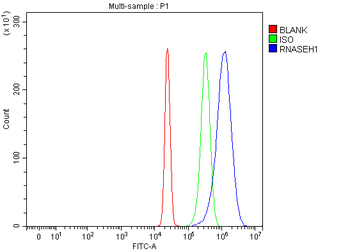 RNASEH1 Rabbit Polyclonal Antibody