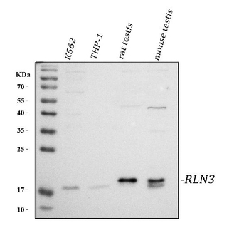 RLN3 Rabbit Polyclonal Antibody