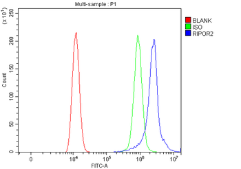 FAM65B/RIPOR2 Rabbit Polyclonal Antibody