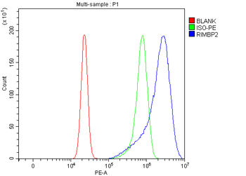 RIMBP2 Rabbit Polyclonal Antibody
