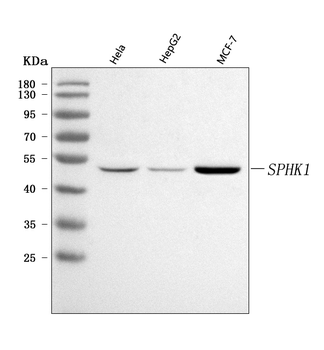 SPHK1 Rabbit Polyclonal Antibody