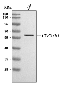 CYP27B1 Rabbit Polyclonal Antibody