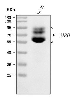 MPO Rabbit Polyclonal Antibody