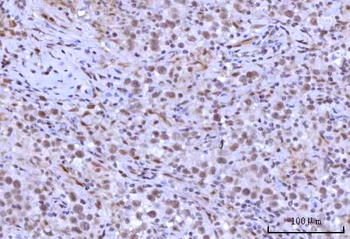 RNF40 Antibody