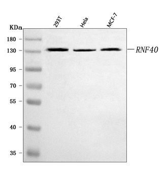 RNF40 Antibody