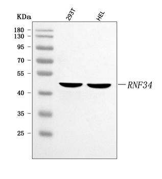 RNF34 Rabbit Polyclonal Antibody