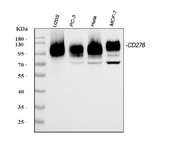 CD276 Antibody