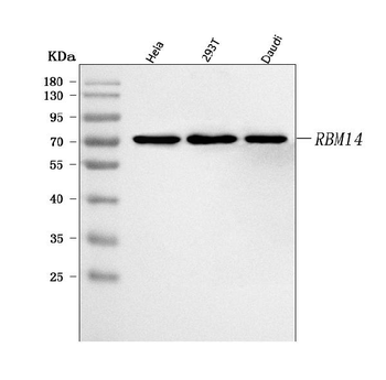 RBM14 Rabbit Polyclonal Antibody