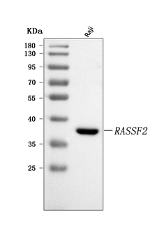 RASSF2 Rabbit Polyclonal Antibody