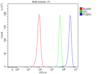 hnRNP E2/PCBP2 Rabbit Polyclonal Antibody