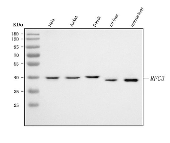 RFC3 Rabbit Polyclonal Antibody