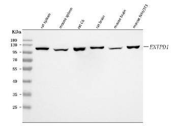 CD39/Entpd1 Rabbit Polyclonal Antibody