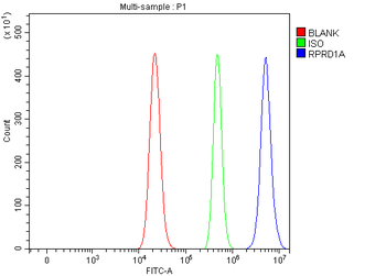 P15RS/RPRD1A Antibody