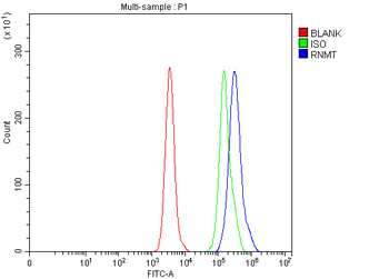 RNMT Antibody