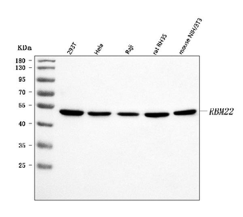 RBM22 Antibody