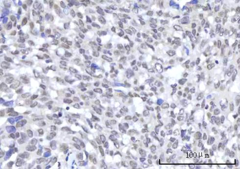 RBM22 Antibody