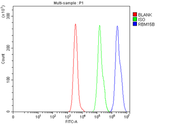 RBM15B Antibody