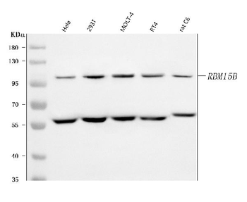 RBM15B Antibody