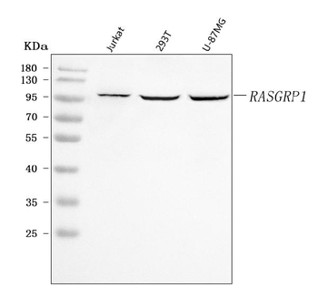 RASGRP1 Rabbit Polyclonal Antibody