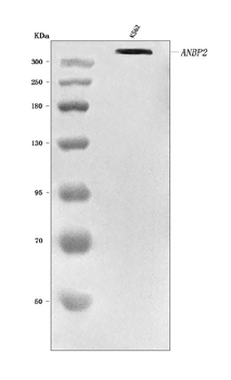 RANBP2 Rabbit Polyclonal Antibody