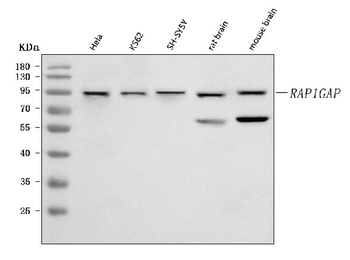 RAP1GAP Rabbit Polyclonal Antibody