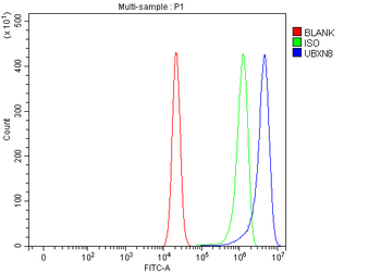 UBXN8 Rabbit Polyclonal Antibody