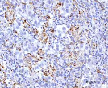 UBXN8 Rabbit Polyclonal Antibody