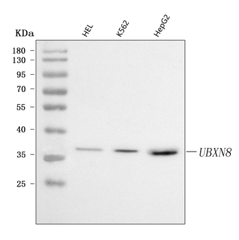 UBXN8 Rabbit Polyclonal Antibody