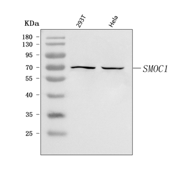 SMOC1 Rabbit Polyclonal Antibody