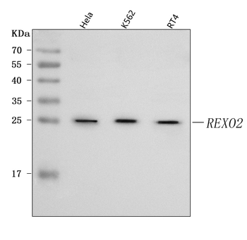 REXO2 Rabbit Polyclonal Antibody