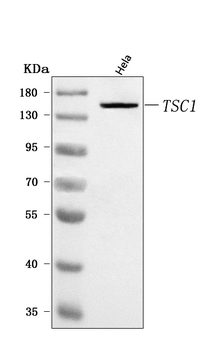 Hamartin/TSC1 Rabbit Polyclonal Antibody