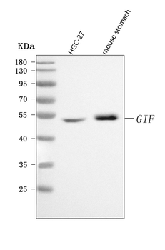 CBLIF Rabbit Polyclonal Antibody