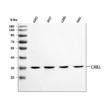 CRKL Rabbit Polyclonal Antibody