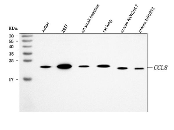 MCP2/CCL8 Rabbit Polyclonal Antibody