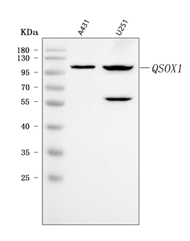Quiescin Q6/QSOX1 Rabbit Polyclonal Antibody