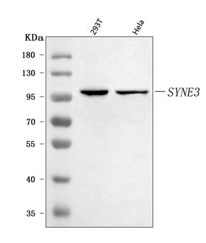 Nesprin3/SYNE3 Antibody