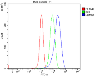 RBMS1 Antibody